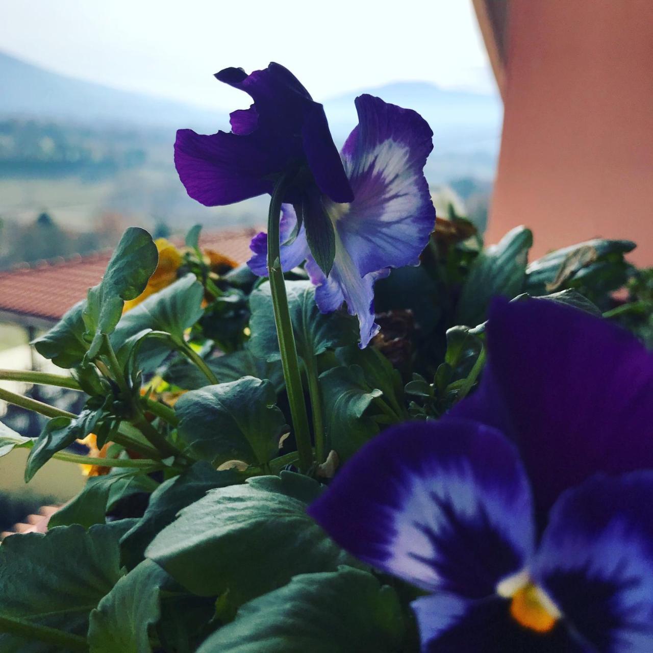 Collescipoli Il Pozzo Country House المظهر الخارجي الصورة